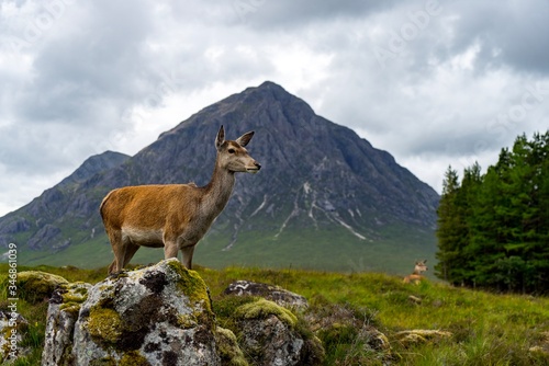 Deer in scottish highlands scotland scenic animal landscape