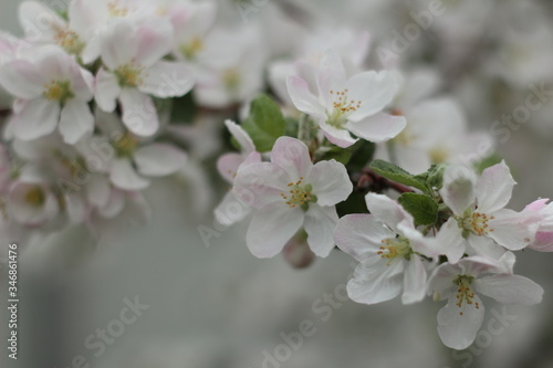 Blooming Apple tree. Green. Lots of greenery. Spring. Summer. Apple blossoms. Apples. Apples in bloom. Budding Apple trees. Flowers.