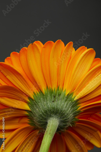 Close up Macro Texture of Gerbera Daisy with 