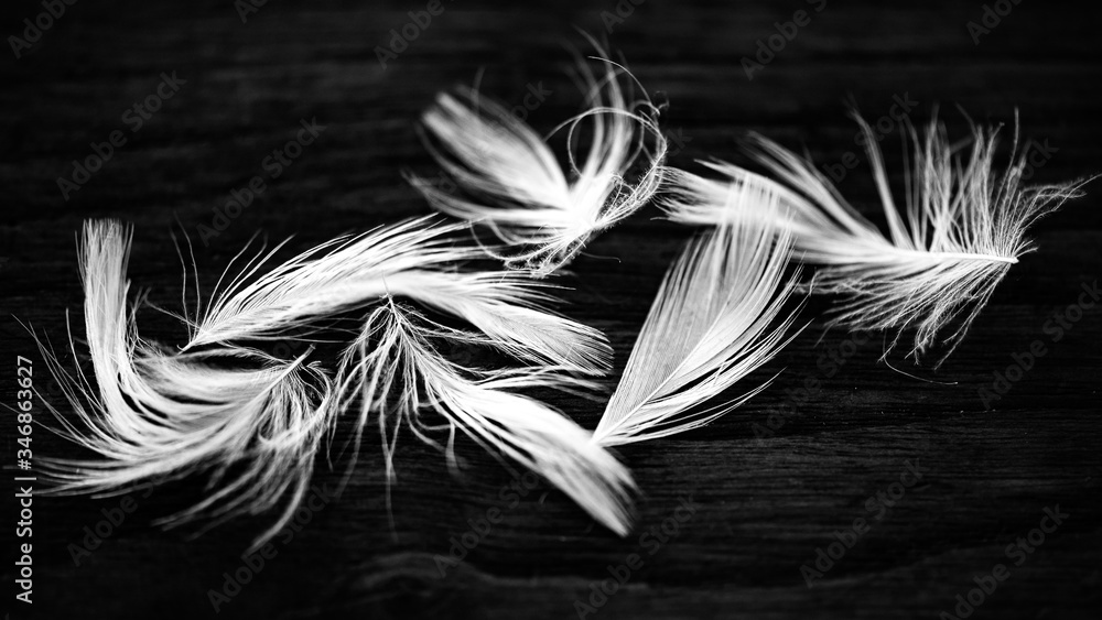Fototapeta premium Plumes
