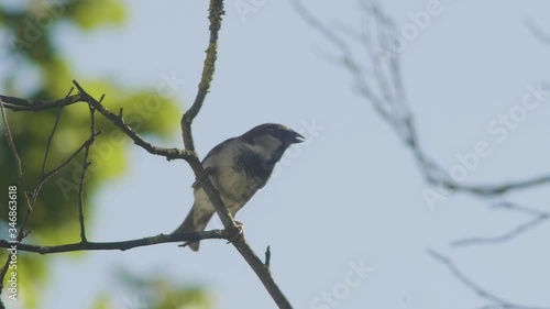 sparrow flight
