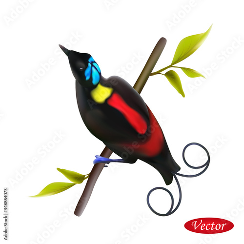 Wilson's bird of paradise isolated on a white background. Realistic (Cicinnurus respublica). Vector illustration 3D. Natural king bird. Icon exotic tropical animal. Design element for banner, t-shirt. photo