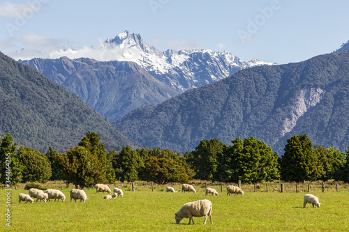 Landscapes of South Island. Pasture. Southern Alps, New Zealand