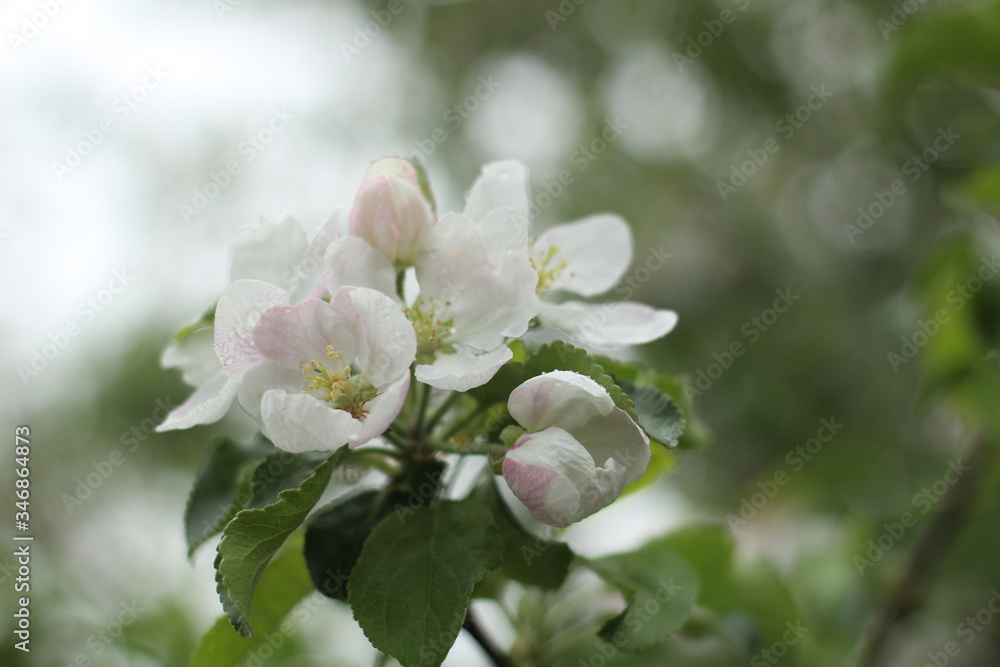 Blooming Apple tree. Green. Lots of greenery. Spring. Summer. Apple blossoms. Apples. Apples in bloom. Budding Apple trees. Flowers.