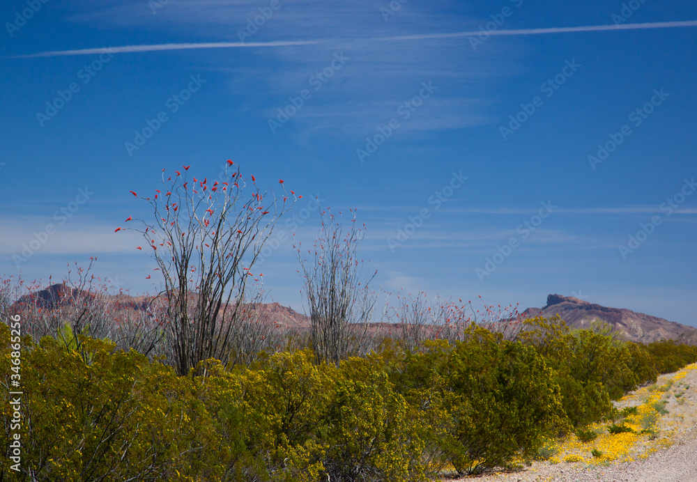 Blooming Ocotillo in the desert Blooming Ocotillo in the desert