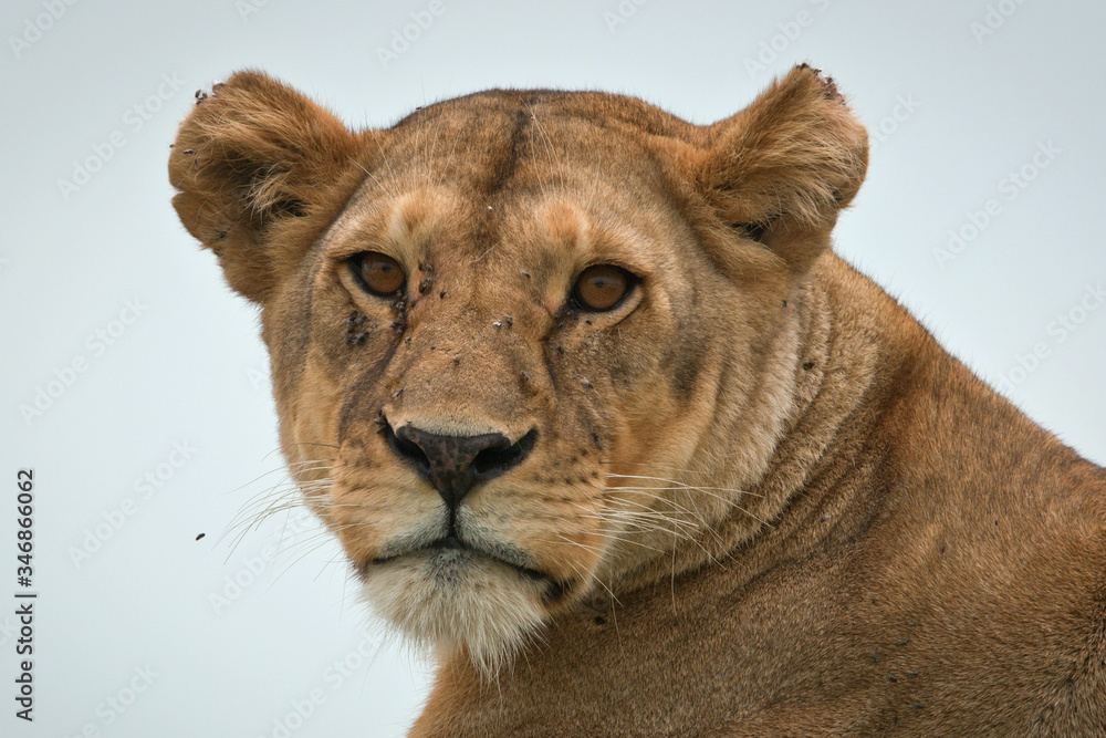 Obraz premium lioness close up portrait after hunting in east Africa Serengeti national park 