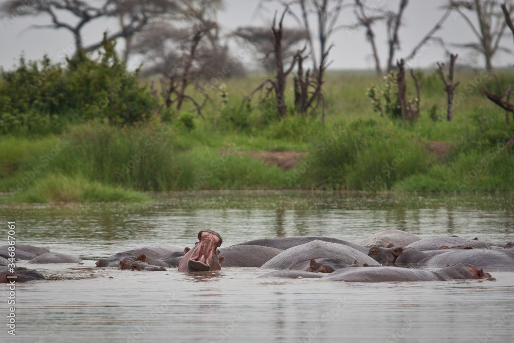 hippopotamus yawn in hippo pool Serengeti grasslands Tanzania group of hippos sleeping in water hippopotamus yawn in hippo pool Serengeti grasslands Tanzania group of hippos sleeping in water