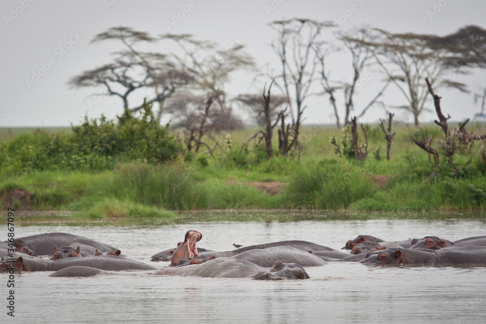 Fototapeta premium hippopotamus yawn in hippo pool Serengeti grasslands Tanzania group of hippos sleeping in water