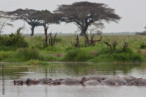 hippopotamus in hippo pool Serengeti grasslands Tanzania group of hippos sleeping in water