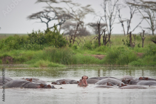 Fotografie, Tablou hippopotamus yawn in hippo pool Serengeti grasslands Tanzania group of hippos sl