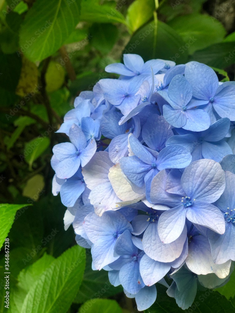200508_Hydrangea_2 200508_Hydrangea_2