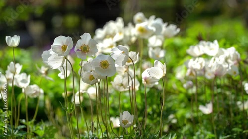White anemone sylvestris flowers moving in the spring wind
