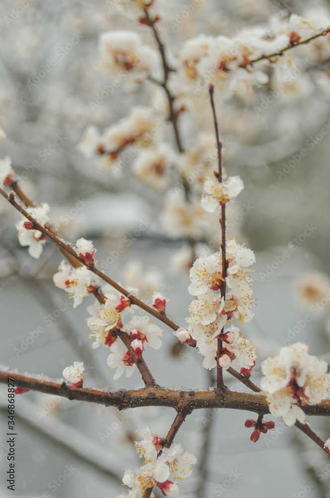 flowering tree in the snow
film photography flowering tree in the snow
film photography