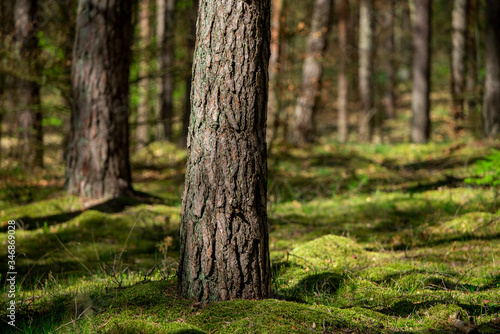 Fototapeta Naklejka Na Ścianę i Meble -  Forest trees on green moss among the pits of post-war trenches in Warmia and Mazury in Poland