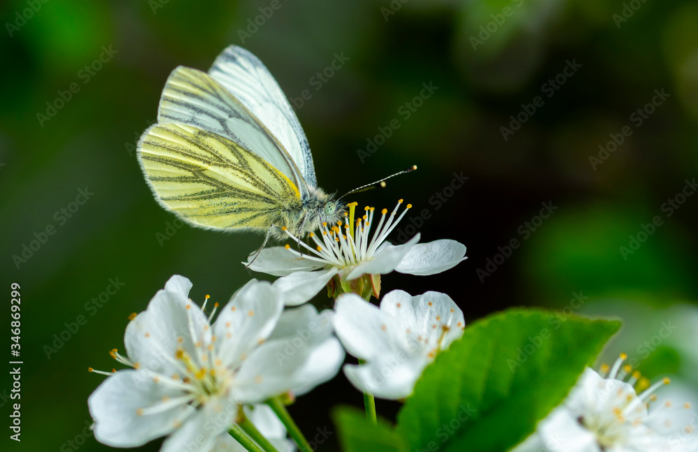 Obraz premium close up of a rutabaga butterfly of the family belyanok sitting on a cherry