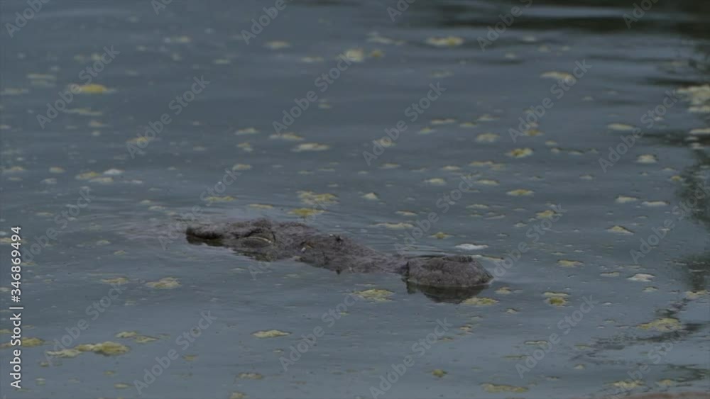 Crocodile in the middle of the swamp Crocodile in the middle of the swamp