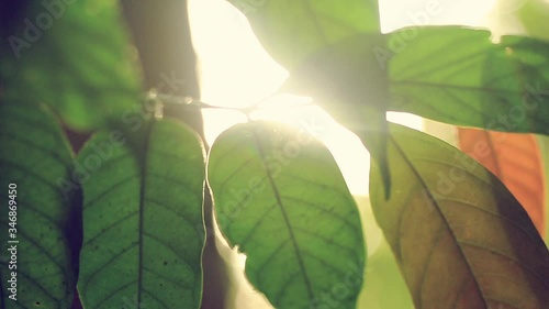 Wallpaper Mural The rays of sun the go through the green leaves of the trees. light hits on leaves and flare with sunset lighting. soft focuse and slow motion. Torontodigital.ca