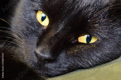 Fototapeta Naklejka Na Ścianę i Meble -  Black Cat Portrait