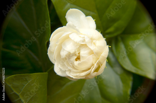 white jasmine in garded   mather day concept