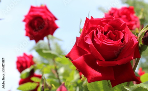 Rose rosse nel giardino in Estate