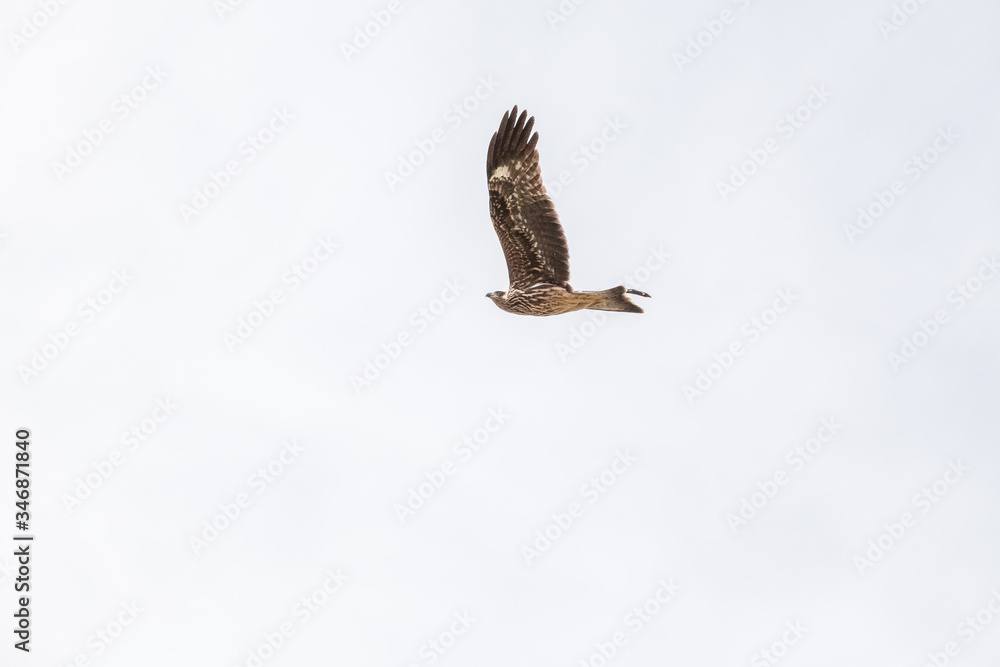 Falcon flies i the sky over steppes of Mongolia. Altai