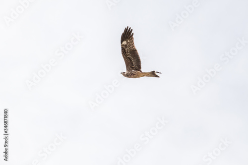 Falcon flies i the sky over steppes of Mongolia. Altai