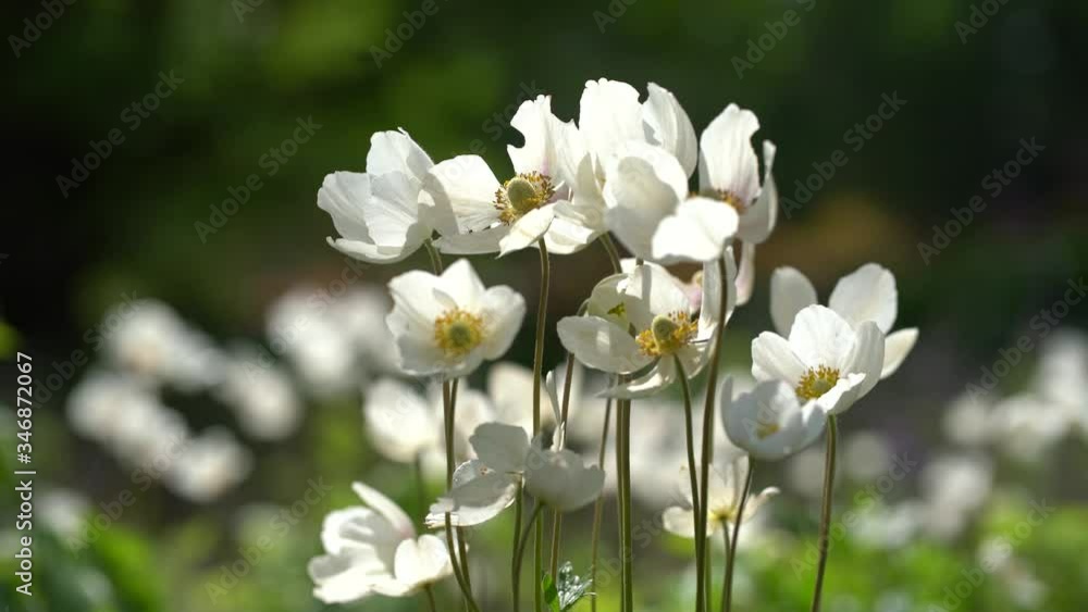 White windflowers moving in the spring wind