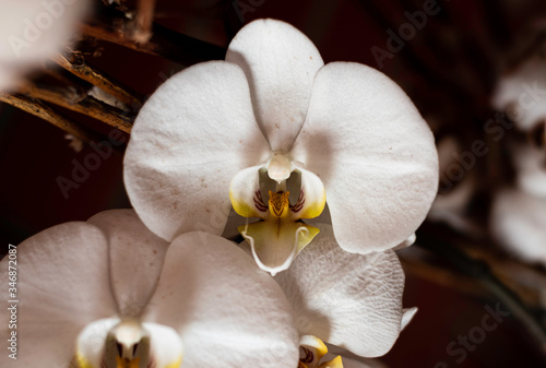 phalaenopsis