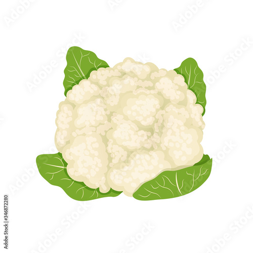 White fresh cauliflower, cabbage on white background, healthy food, vegetables vector.