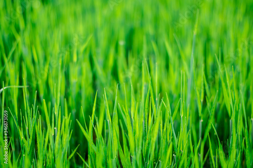 Green fresh spring grass