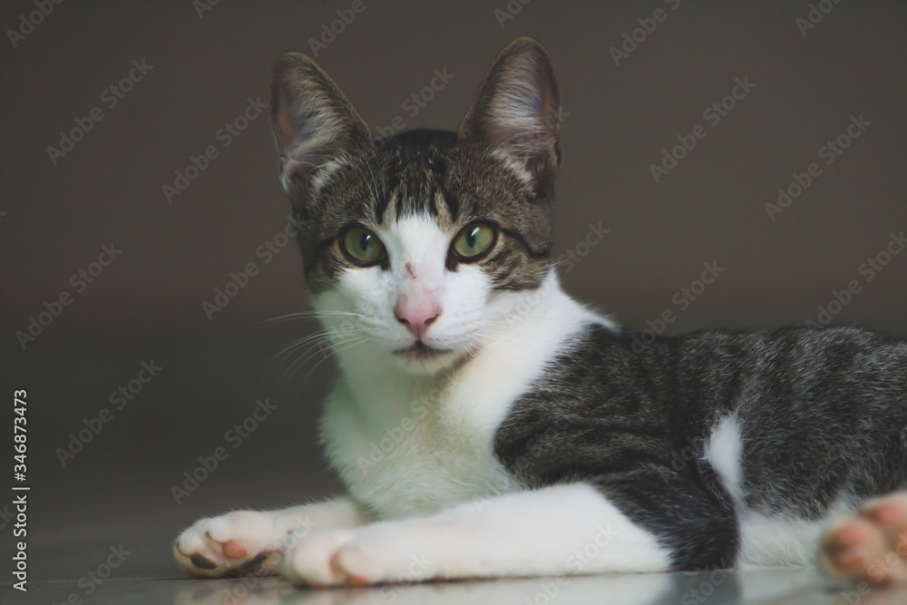 Gray brindle cat on white, blurred background
