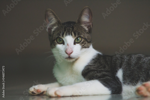Gray brindle cat on white, blurred background © Teeh