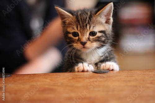 Kitten looking over table 