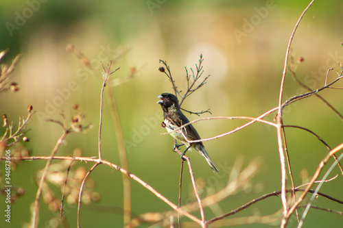 Papa capim das costas cinza, Sporophila ardesiaca . Dubois's Seedeater is a passerine bird in the family Thraupidae. © Teeh