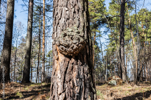 
Pine bark closeup background texture