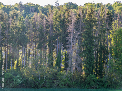 Waldsterben