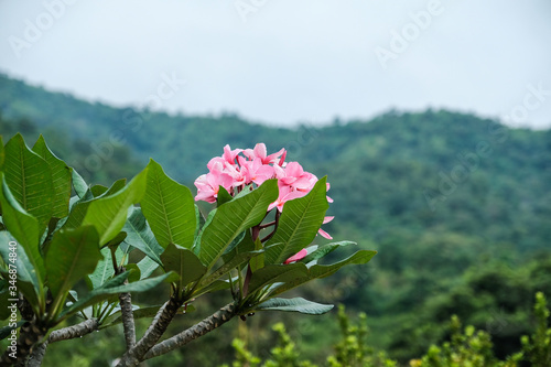 Pink Flowers, Mountain laurel blossom isolated on mountain and green forest background.
