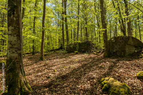 path in the forest