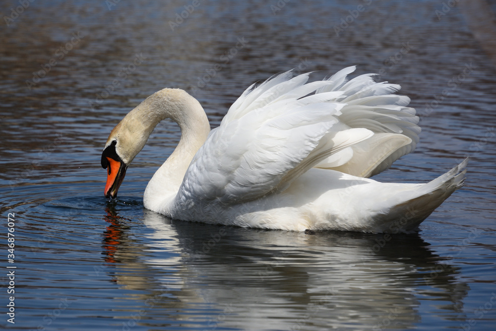 Fototapeta premium white swan on the water