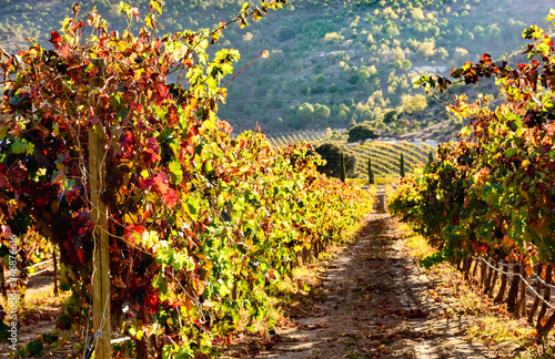 view of vineyards in autumn