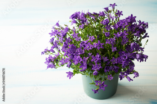 the flowers are lilac Campanula in the pot