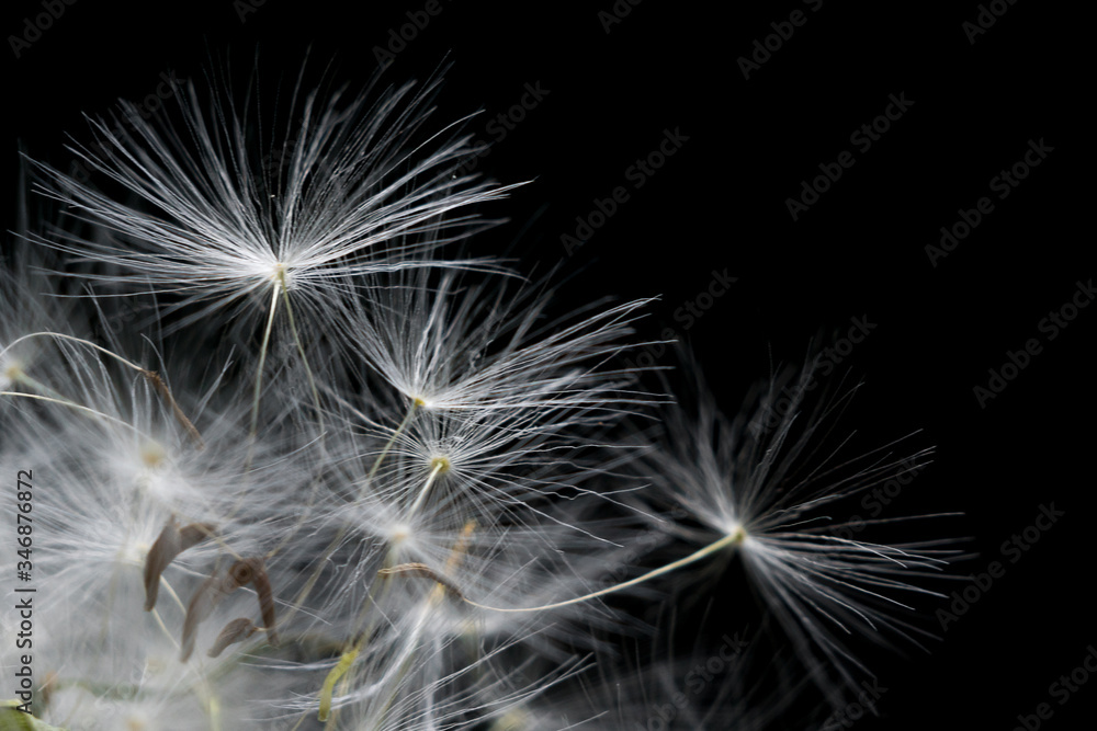 Naklejka premium Closeup black and white macro image of dandelion seed heads with delicate lace-like patterns.