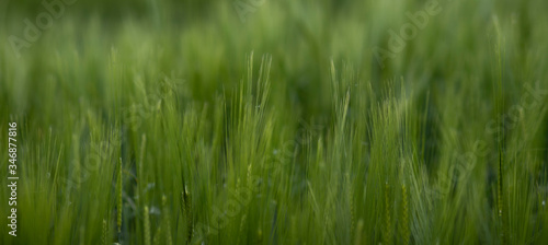 campi di grano in primavera