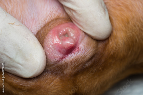 A 4-month old female pseudohermaphrodite  dog with large clitoris protruded from the vulva photo