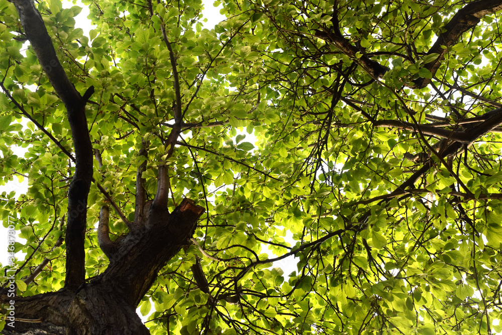 Fototapeta premium Tree Crown Background For Your Web Design