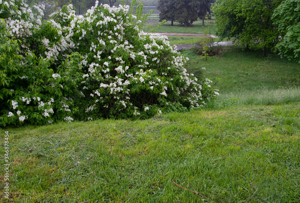 Obraz premium spring in the park