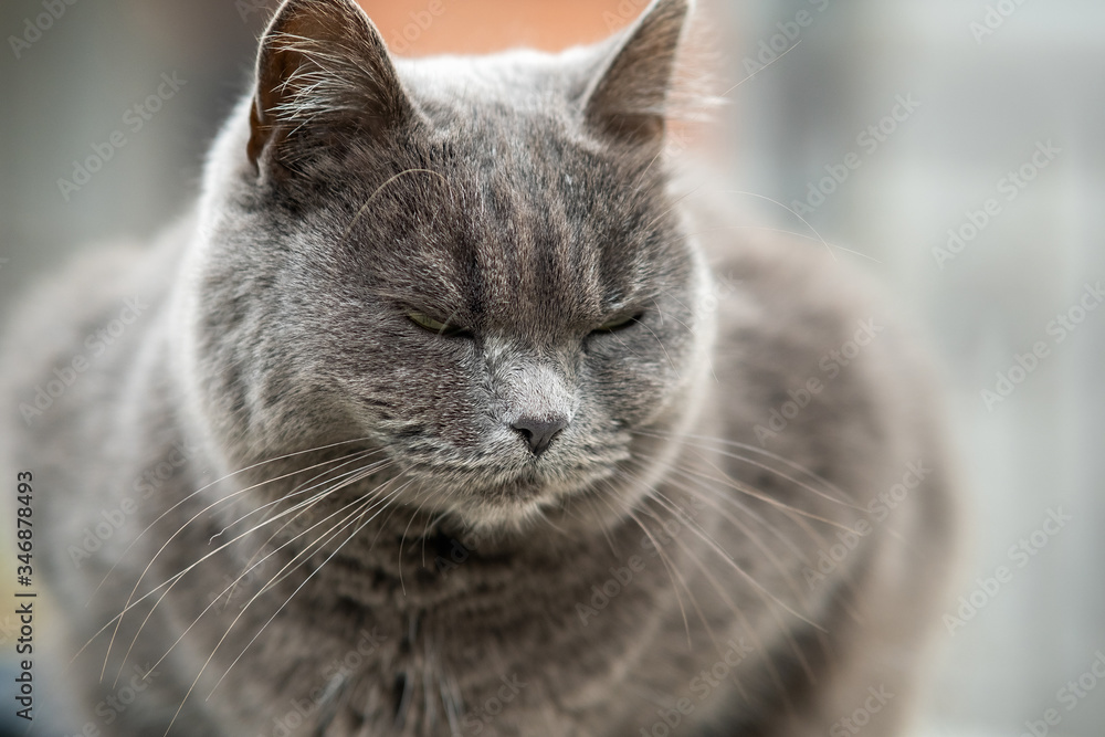 Closeup portrait of serious grey furry cat.