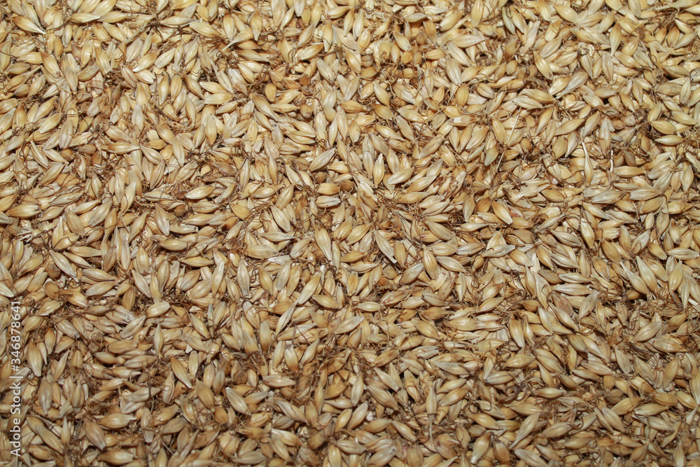 TEXTURE OF BARLEY GRAIN GERMINATION TEXTURE OF BARLEY GRAIN GERMINATION
