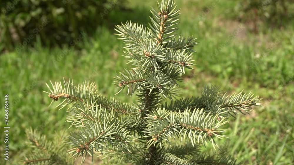 young blue fir tree growing in the garden young blue fir tree growing in the garden