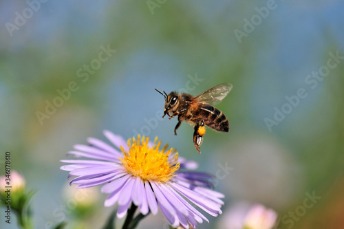 Abeille en vol sur une fleur Aster mauve © didier salou